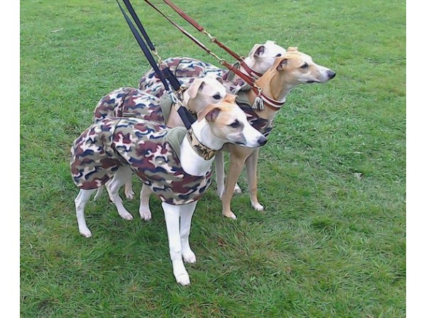 whippet army